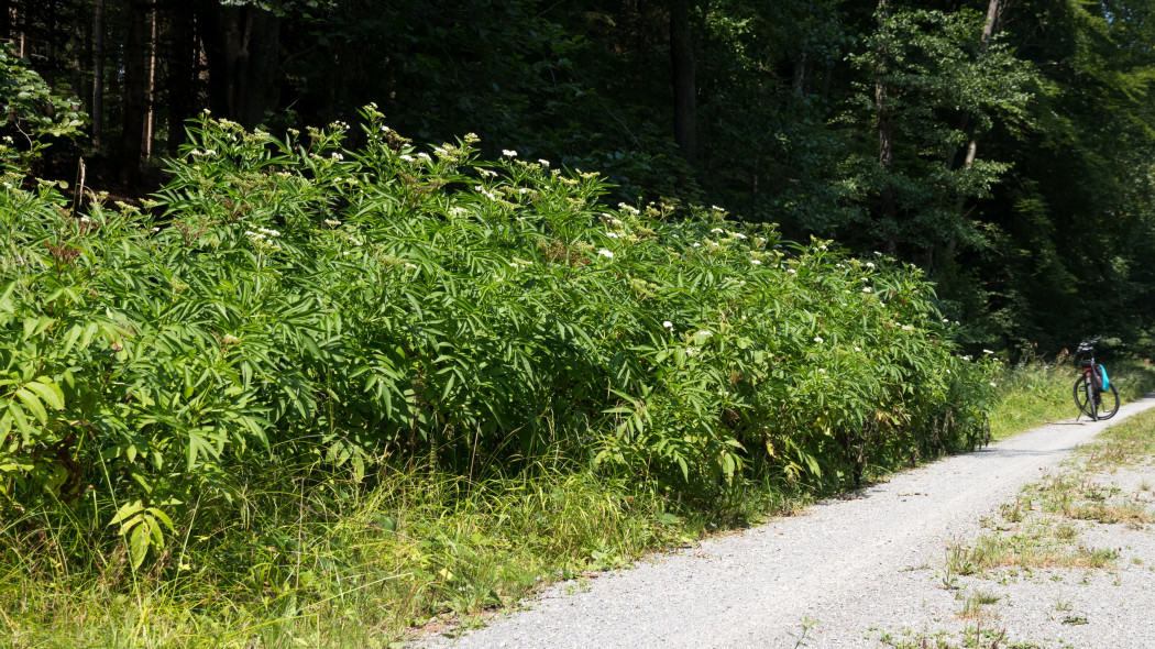 Bez hebd (Sambucus ebulus) w naturze
