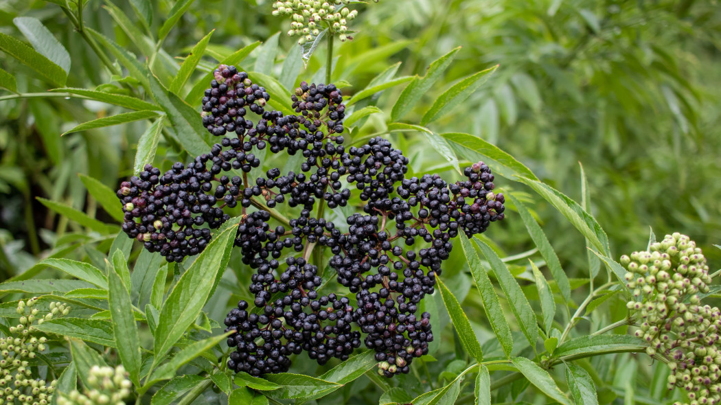 Bez hebd (Sambucus ebulus) - owoce