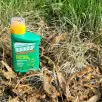 Jak pozbyć się ziemiórek bez chemicznych preparatów? Wystarczą te dwie rzeczy