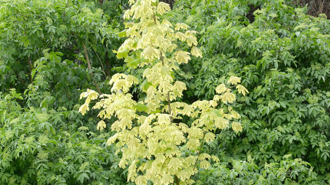 Klon zwyczajny Acer platanoides 'Drummondii'