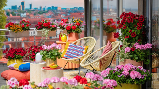 Pelargonie jak z Pinteresta? Tak wyglądają najnowsze inspiracje na 2025 rok