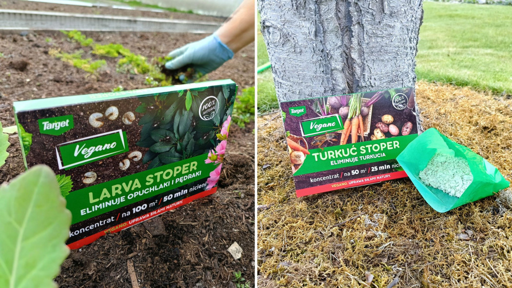Ukryte pod ziemią i śmiertelnie groźne! Pędraki i turkucie atakują rośliny – ten preparat je powstrzyma