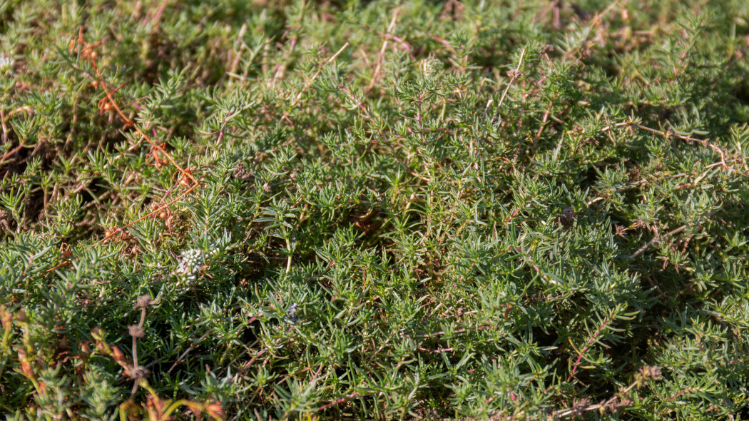 Mięta jelenia (Mentha cervina)