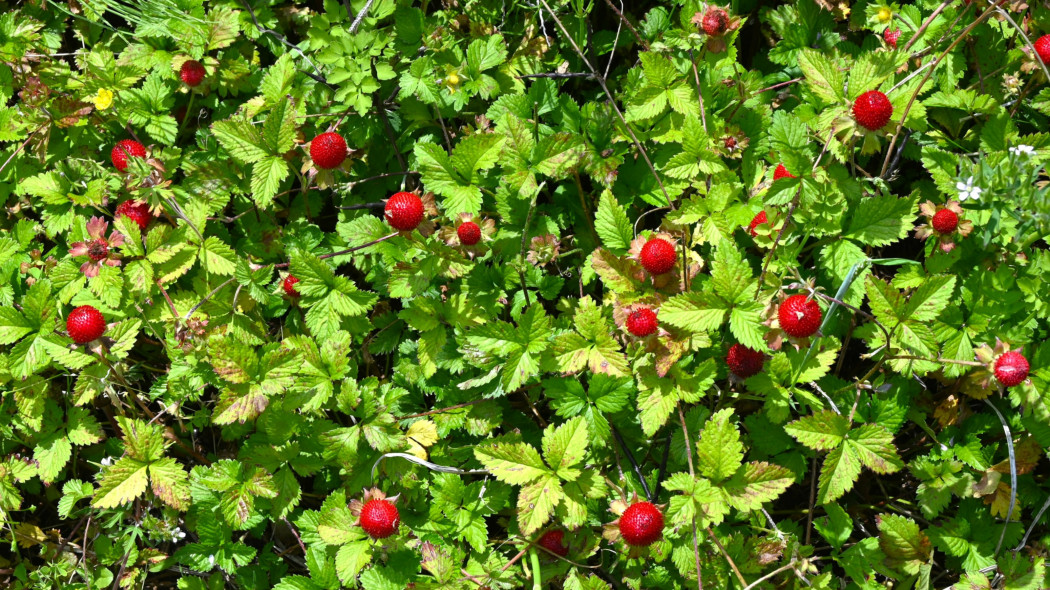 Poziomkówka indyjska (Potentilla indica syn. Duchesnea)