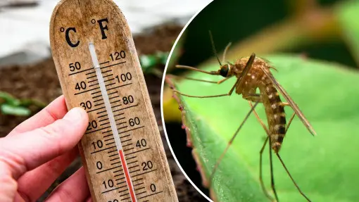 Rozwój komarów a temperatura – kiedy się wylęgają? Czy chłód je zatrzymuje?