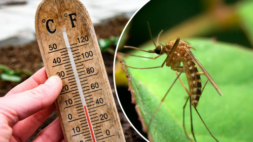 Rozwój komarów a temperatura – kiedy się wylęgają? Czy chłód je zatrzymuje?