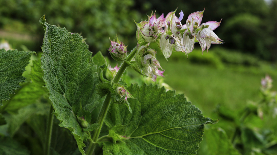 Szałwia muszkatołowa (Salvia sclarea)