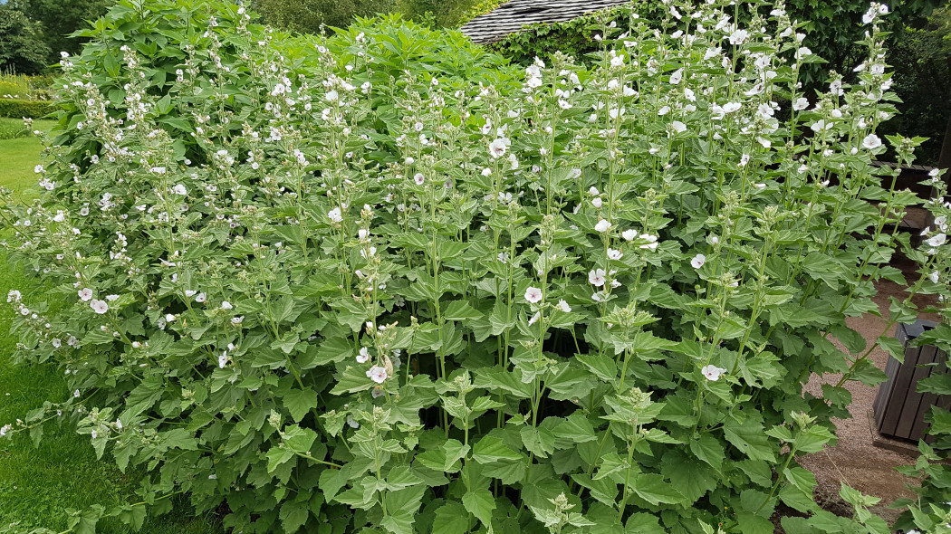 Prawoślaz lekarski (Althaea officinalis)