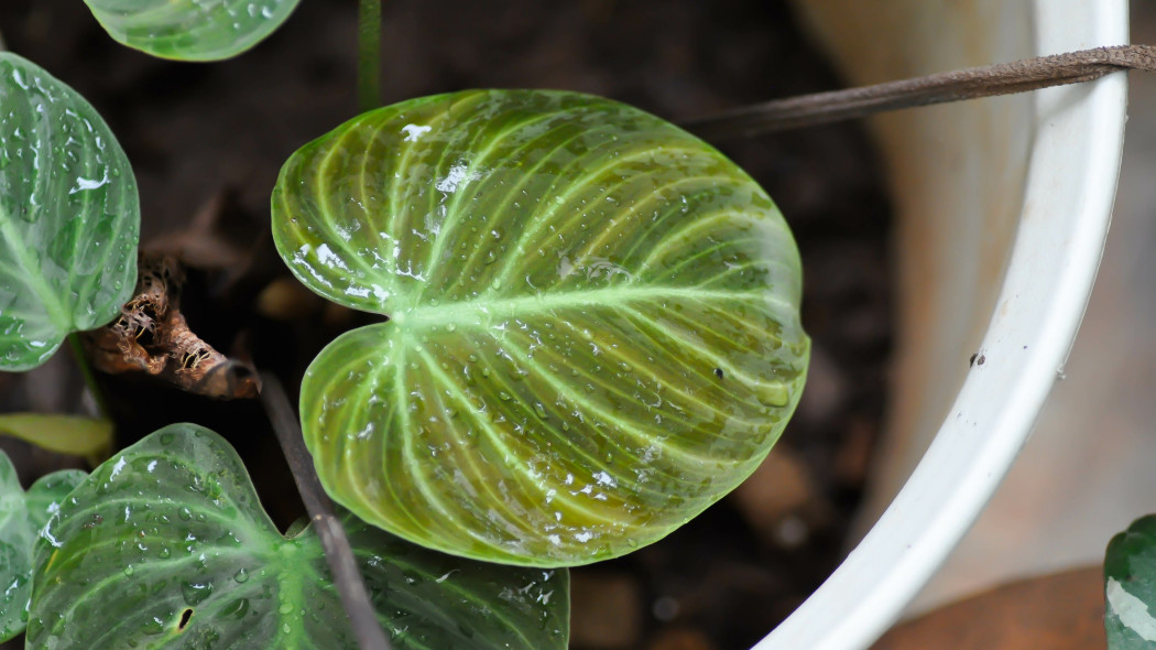 Zraszasz liście źle, jeśli pojawiają się takie plamy