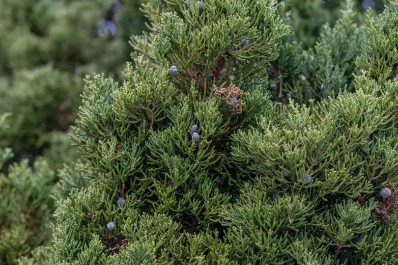 Juniperus chinensis