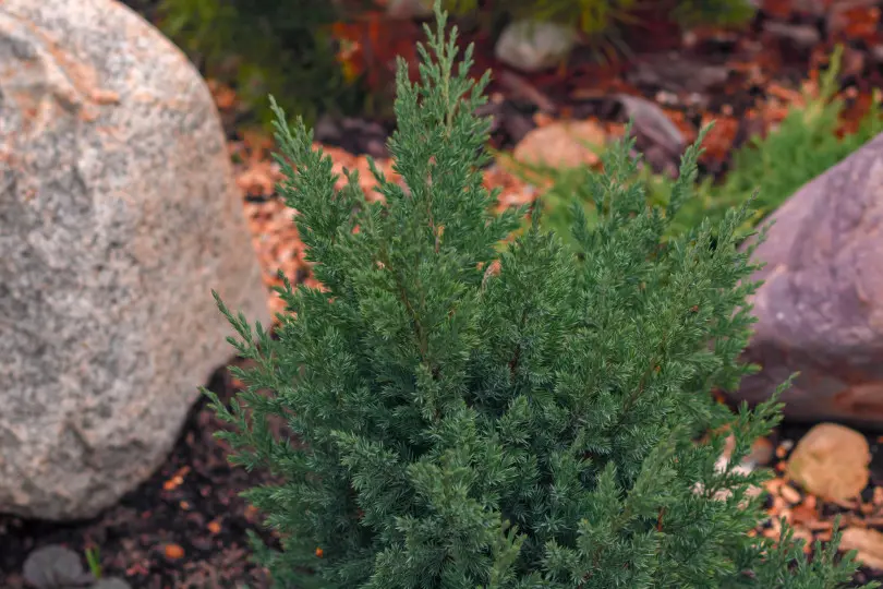 Juniperus squamata 'Blue Star'