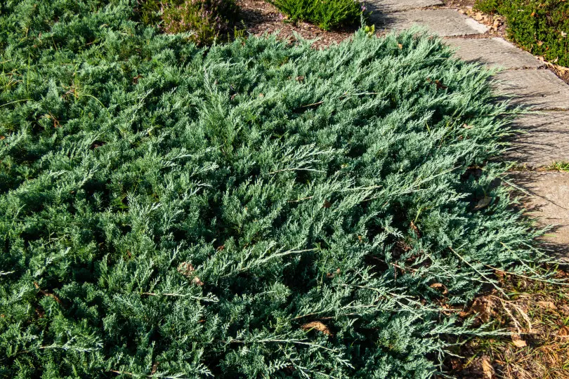 Juniperus horizontalis 'Douglasii'