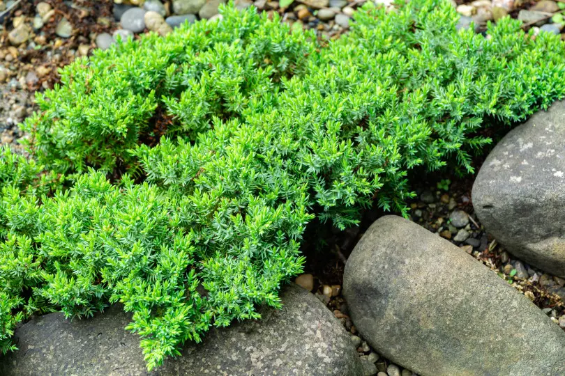 Juniper procumbens 'Nana'