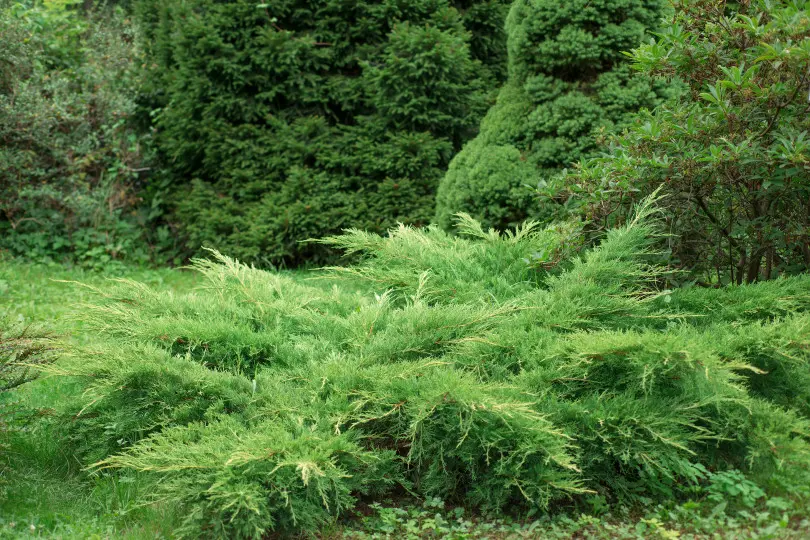 Juniperus horizontalis