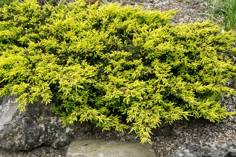 Juniperus communis 'Goldschatz'