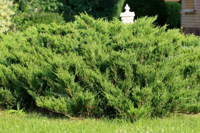 Juniperus sabina