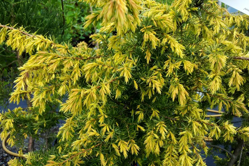 Juniperus communis 'Golden Showers'