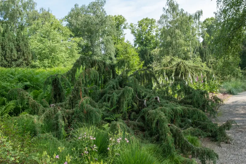 Juniperus communis ‘Horstmann’