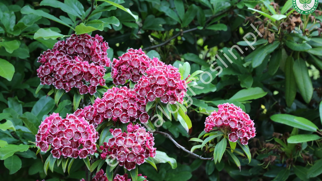 Kwitnąca na różowo kalmia szerokolistna 'Kaleidoskop'