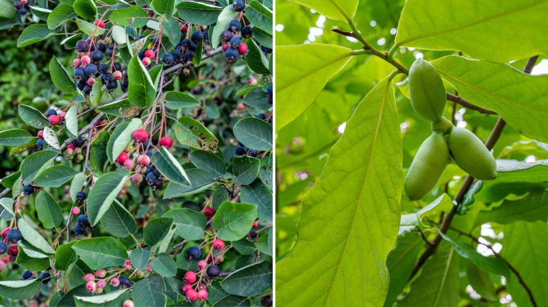 Las żywnościowy - Food forest - świdośłiwa i urodlin