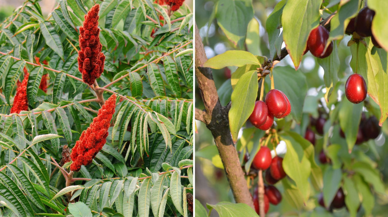Las żywnościowy - Food forest - sumak i dereń