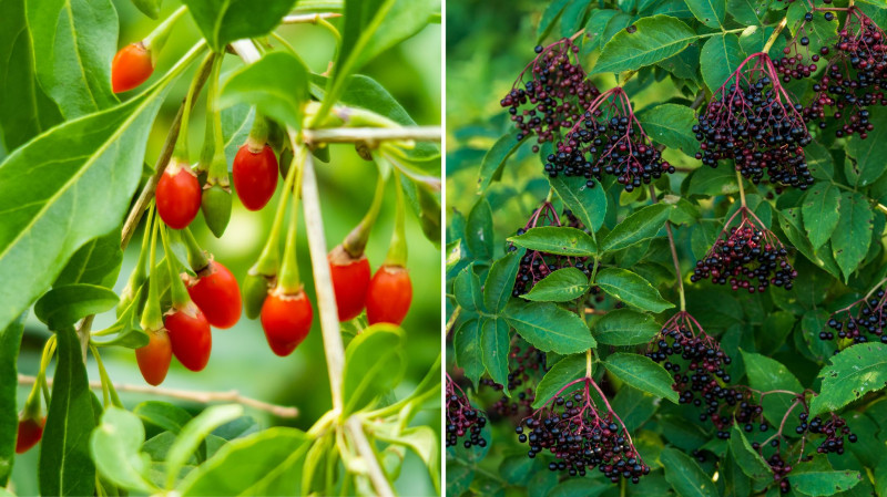 Las żywnościowy - Food forest - jagody goji i owoce bzu czarnego
