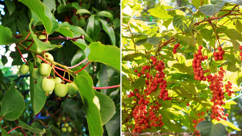 Las żywnościowy - Food forest - aktinidia i cytryniec