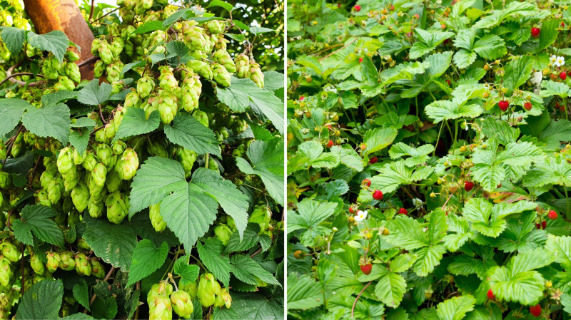 Las żywnościowy - Food forest - chmiel i poziomka
