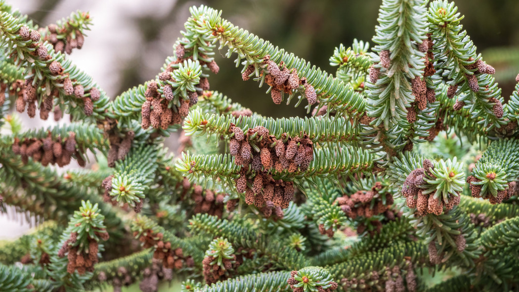 Jodła szlachetna (Abies procera)