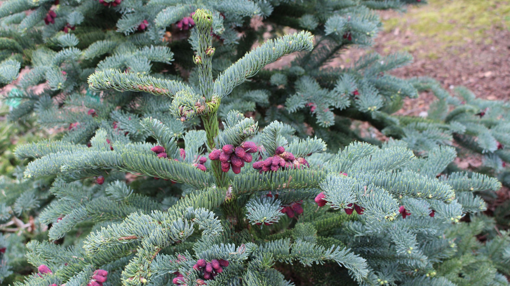 Jodła szlachetna (Abies procera)
