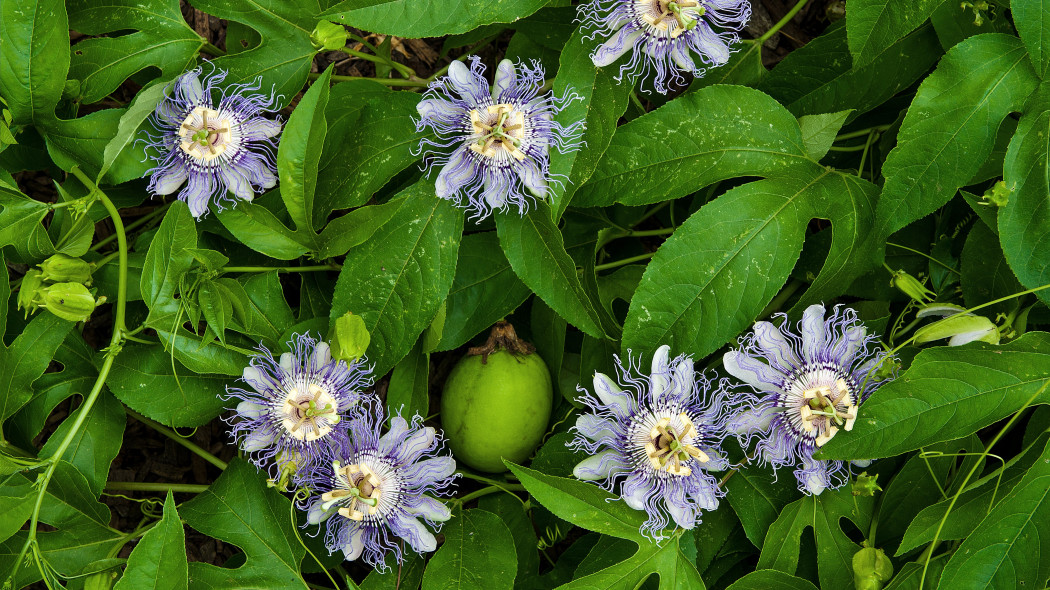 Męczennica cielista (Passiflora incarnata)