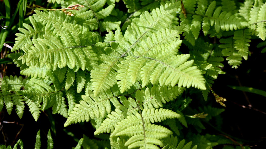 Cienistka Roberta (Gymnocarpium robertianum)