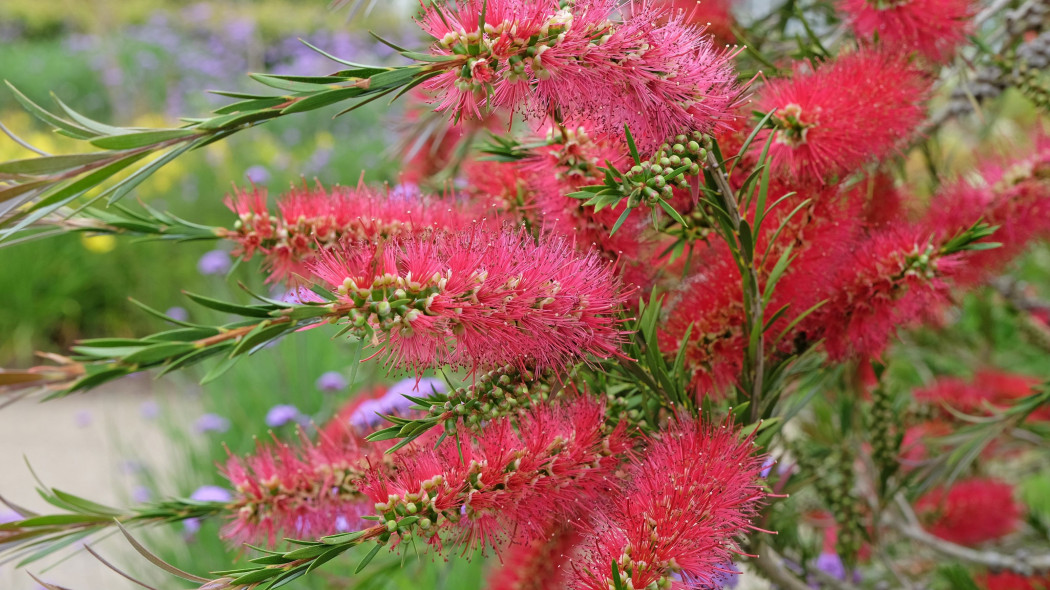 Kuflik cytrynowy (Callistemon citrinus)
