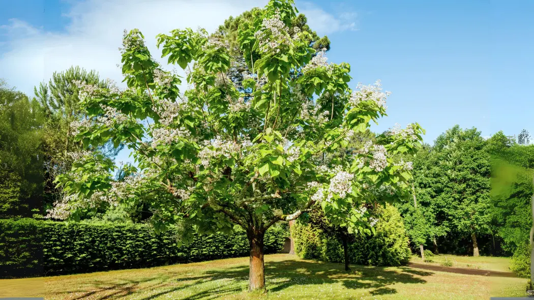Surmia bignoniowa, katalpa zwyczajna (Catalpa bignonioides) - pokrój