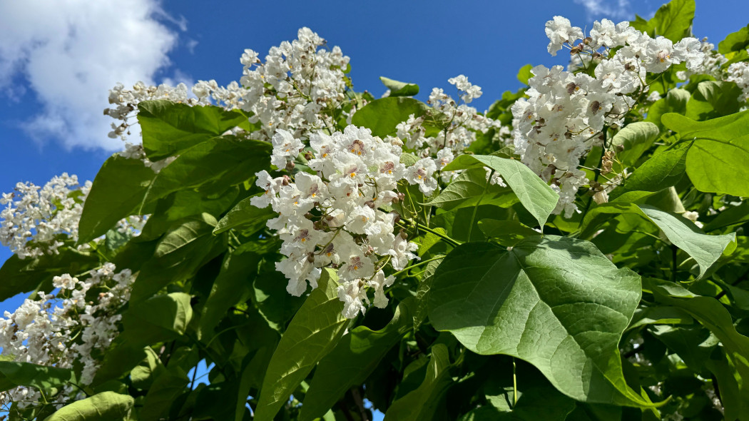 Surmia bignoniowa, katalpa zwyczajna (Catalpa bignonioides)