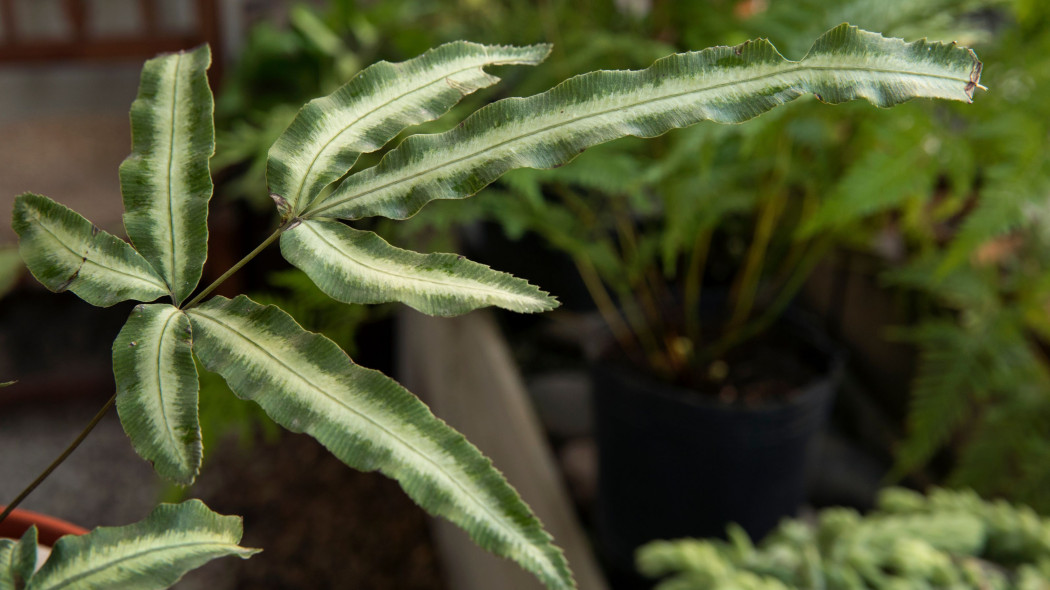 Orliczka kreteńska (Pteris cretica)
