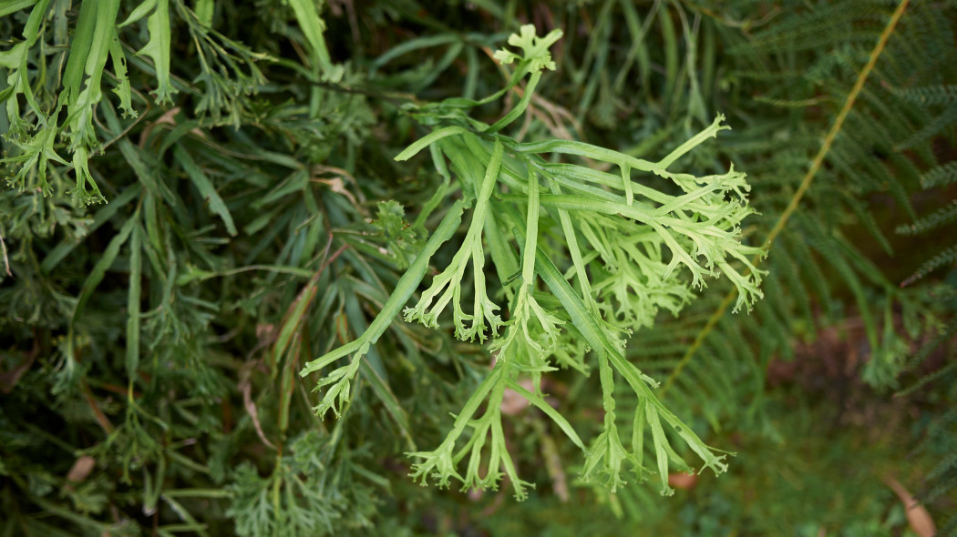 Orliczka kreteńska (Pteris cretica)
