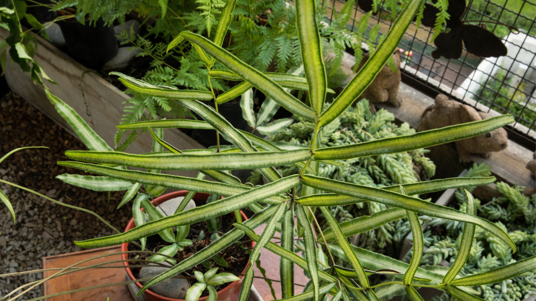 Pteris cretica Albolineata