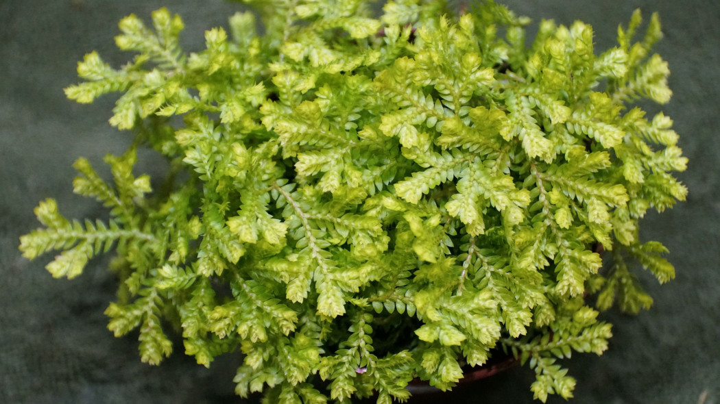 Widliczka Kraussa (Selaginella kraussiana)