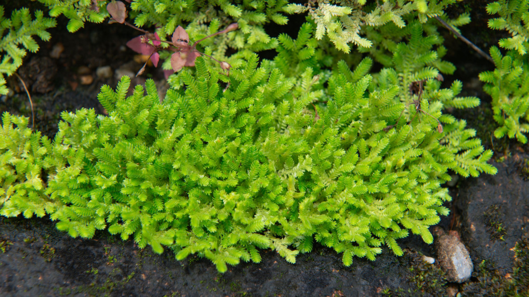 Widliczka Kraussa (Selaginella kraussiana)
