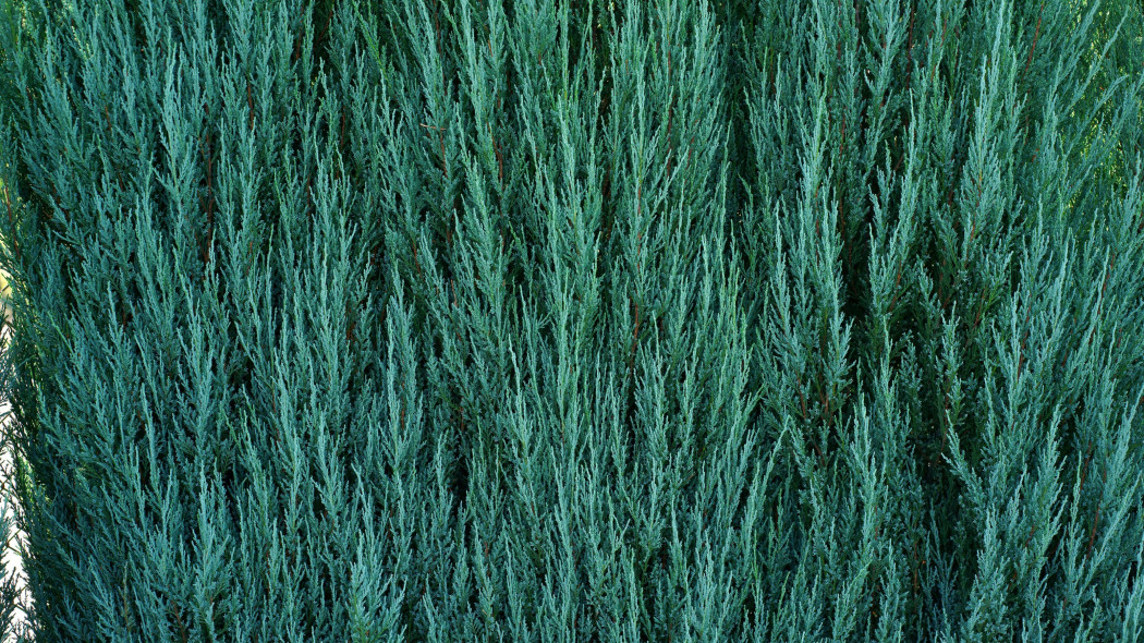 Jałowiec skalny (Juniperus scopulorum)