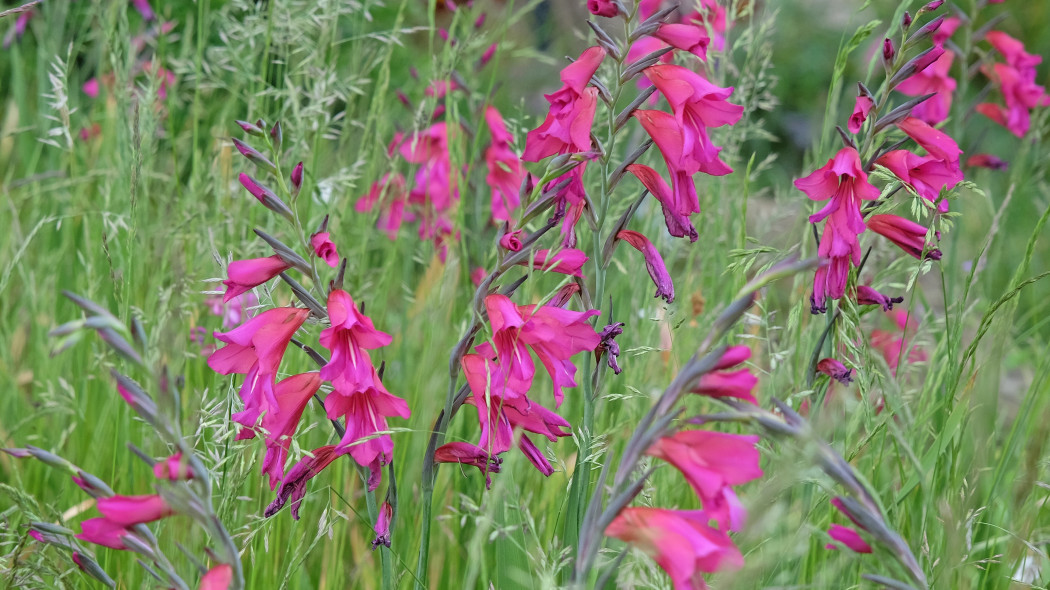 Mieczyk pospolity (Gladiolus communis)