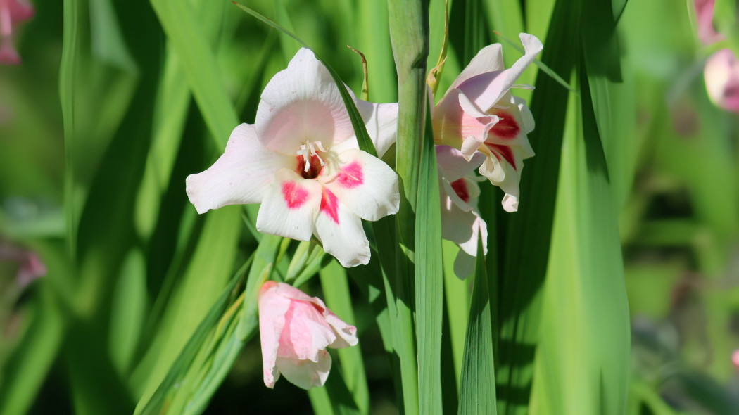 Mieczyk karłowaty (Gladiolus nanus)