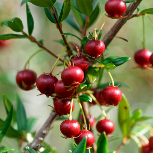 Ugni molinae / Chilijska guawa