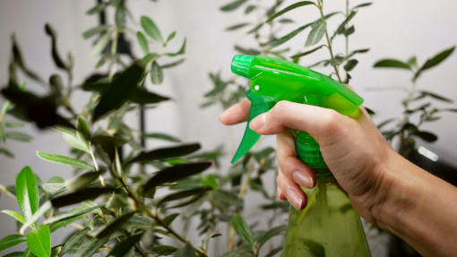 Liście jak nowe? Ten spray za 1,30 zł działa cuda