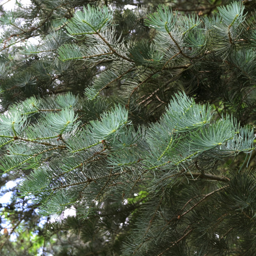 Jodła kalifornijska
