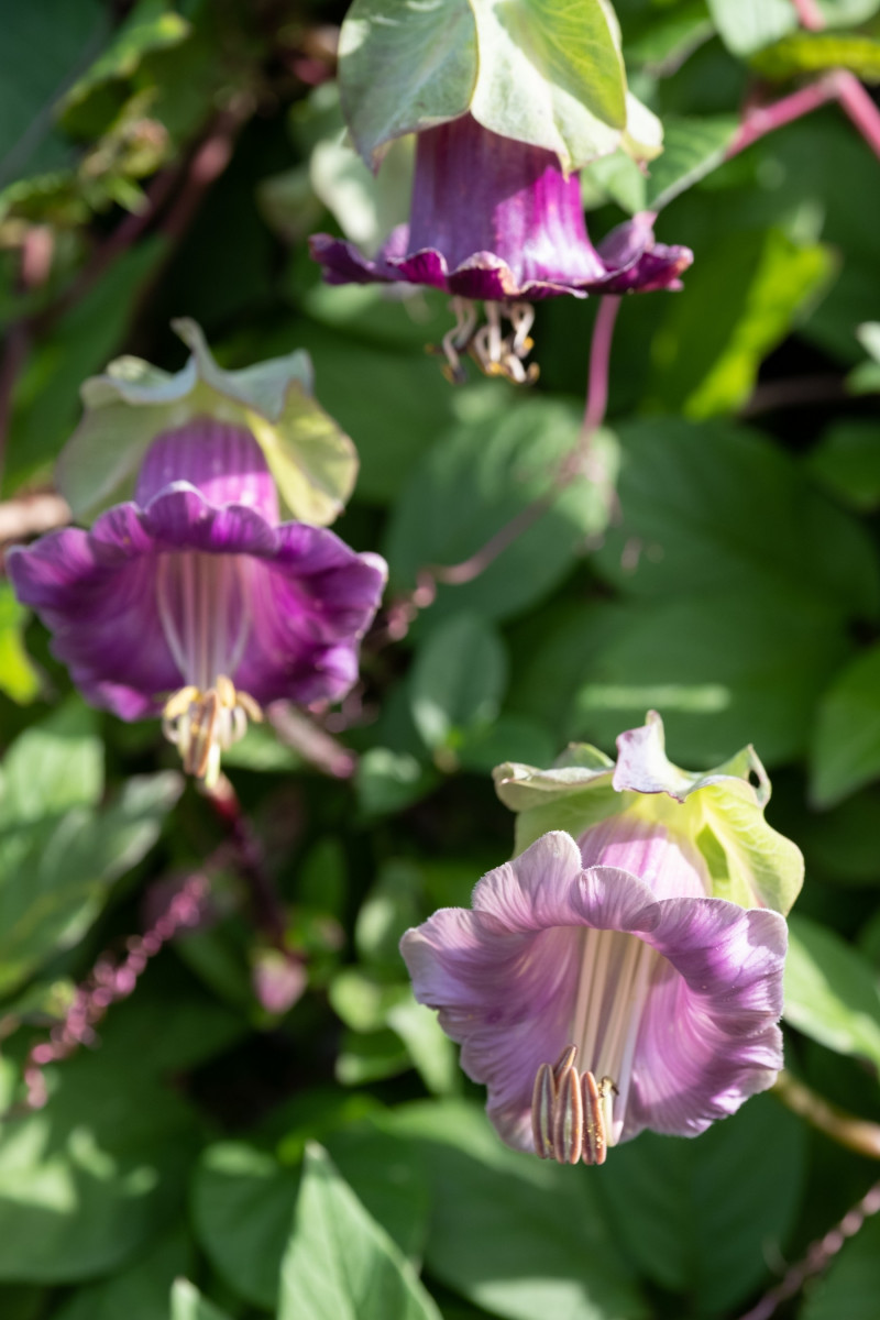Kobea pnąca (Cobaea scandens)