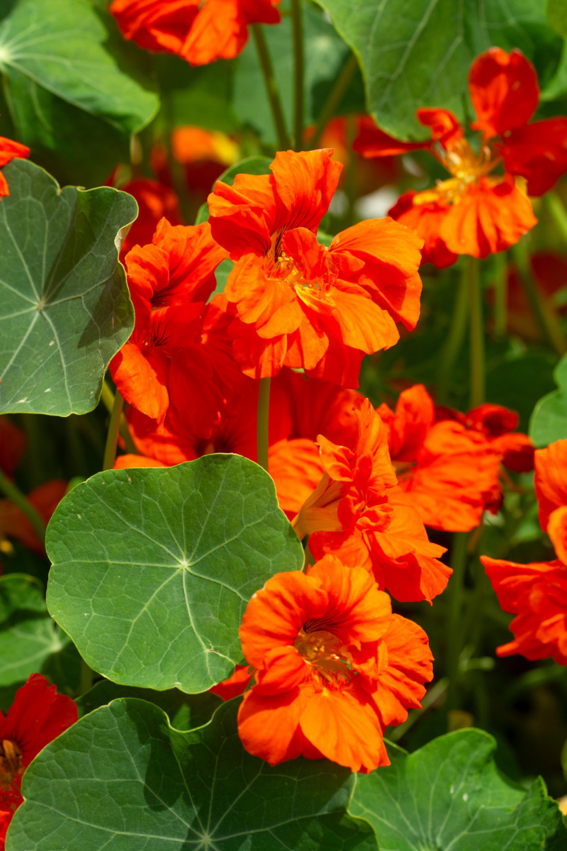 Nasturcja większa (Tropaeolum majus)