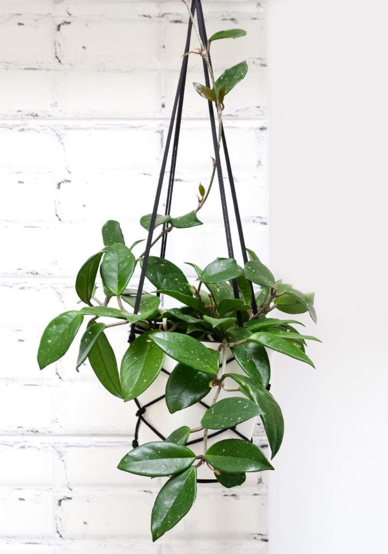 Hoja