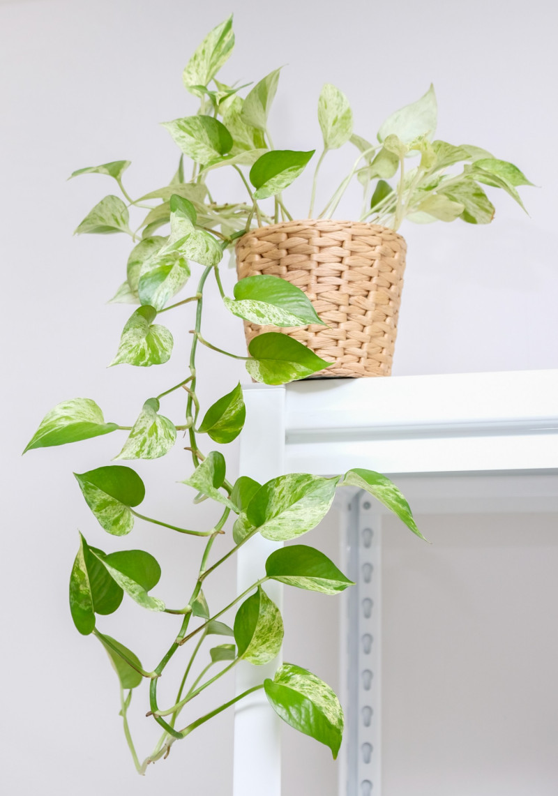 Epipremnum